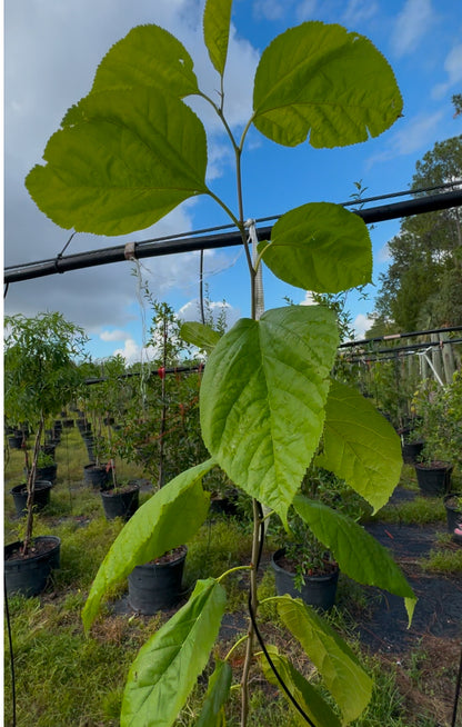 Florida Native Mulberry (Morus Rubra) - 1 & 15 Gallon