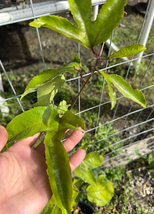 Passion Fruit (Passiflora Incarnata)