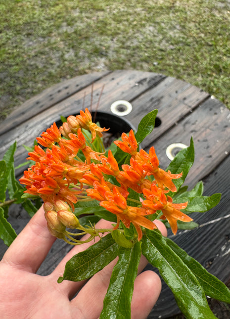 Native Milkweed Orange (Asclepias Tuberosa)