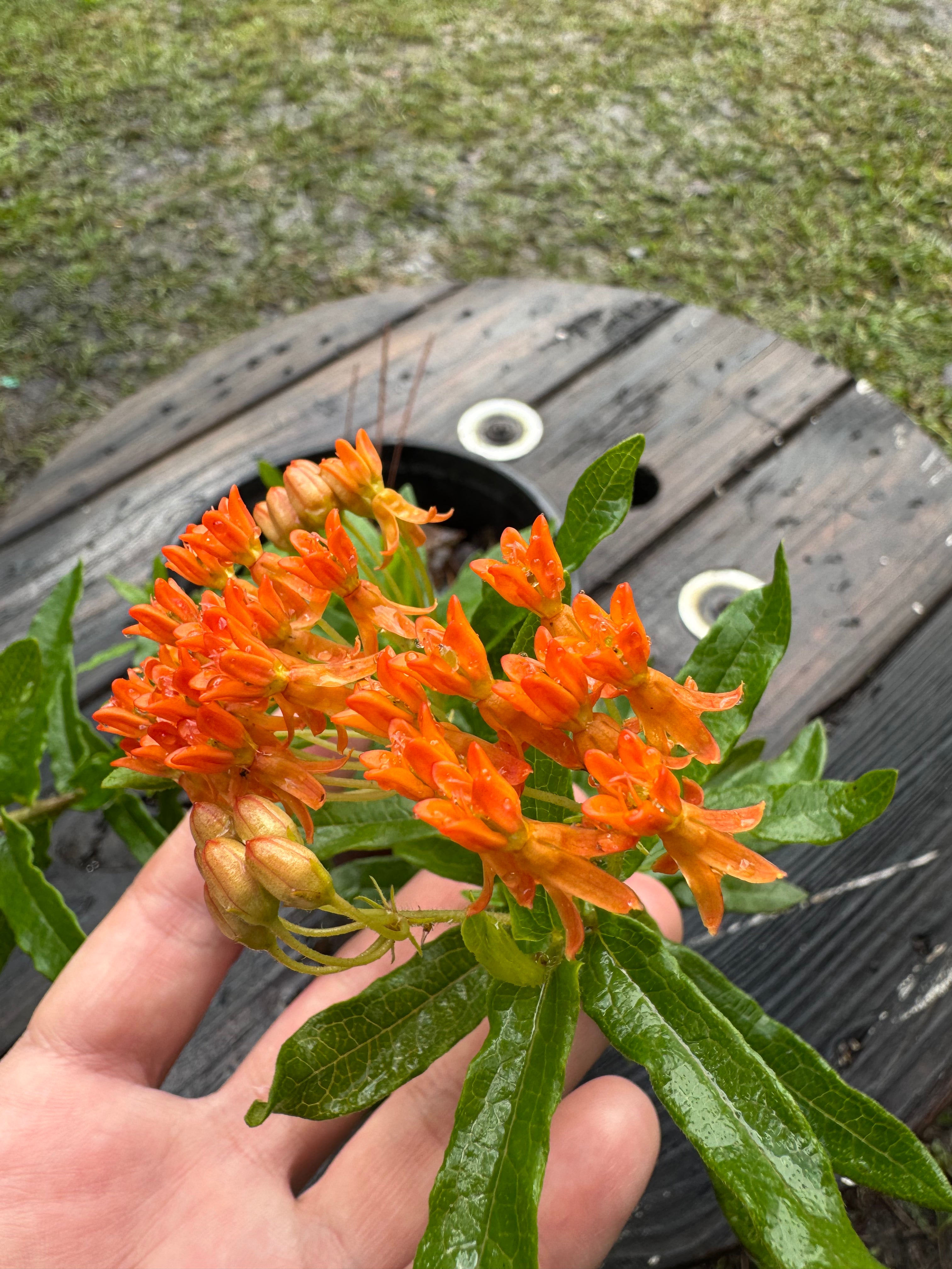 Native Milkweed Orange (Asclepias Tuberosa)-1 Gallon