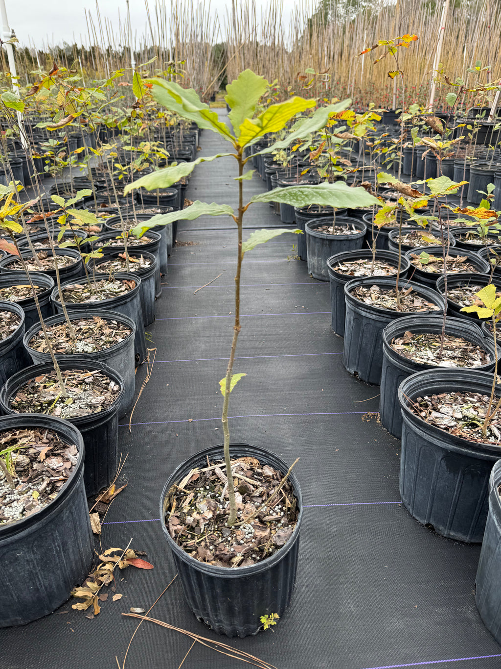 Swamp Chestnut Oak (Quercus Michauxii) Florida Native Liner & 3 Gallon