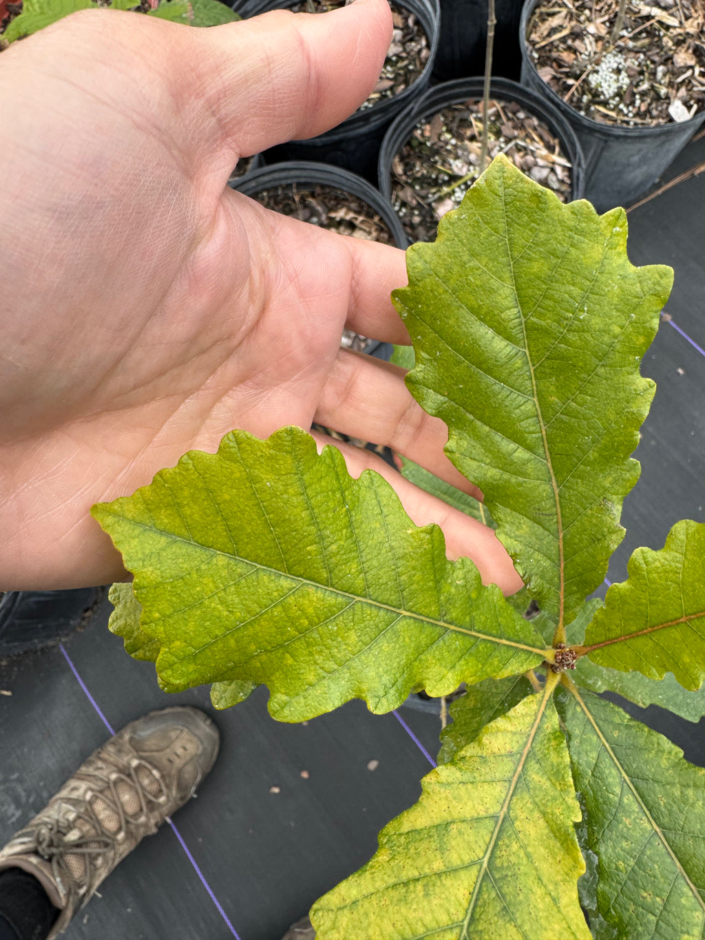 Swamp Chestnut Oak (Quercus Michauxii) Florida Native Liner & 3 Gallon