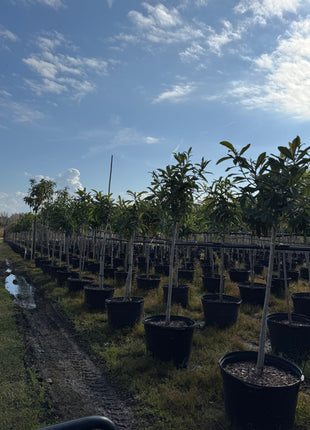 Loquat (Eriobotrya Japonica)