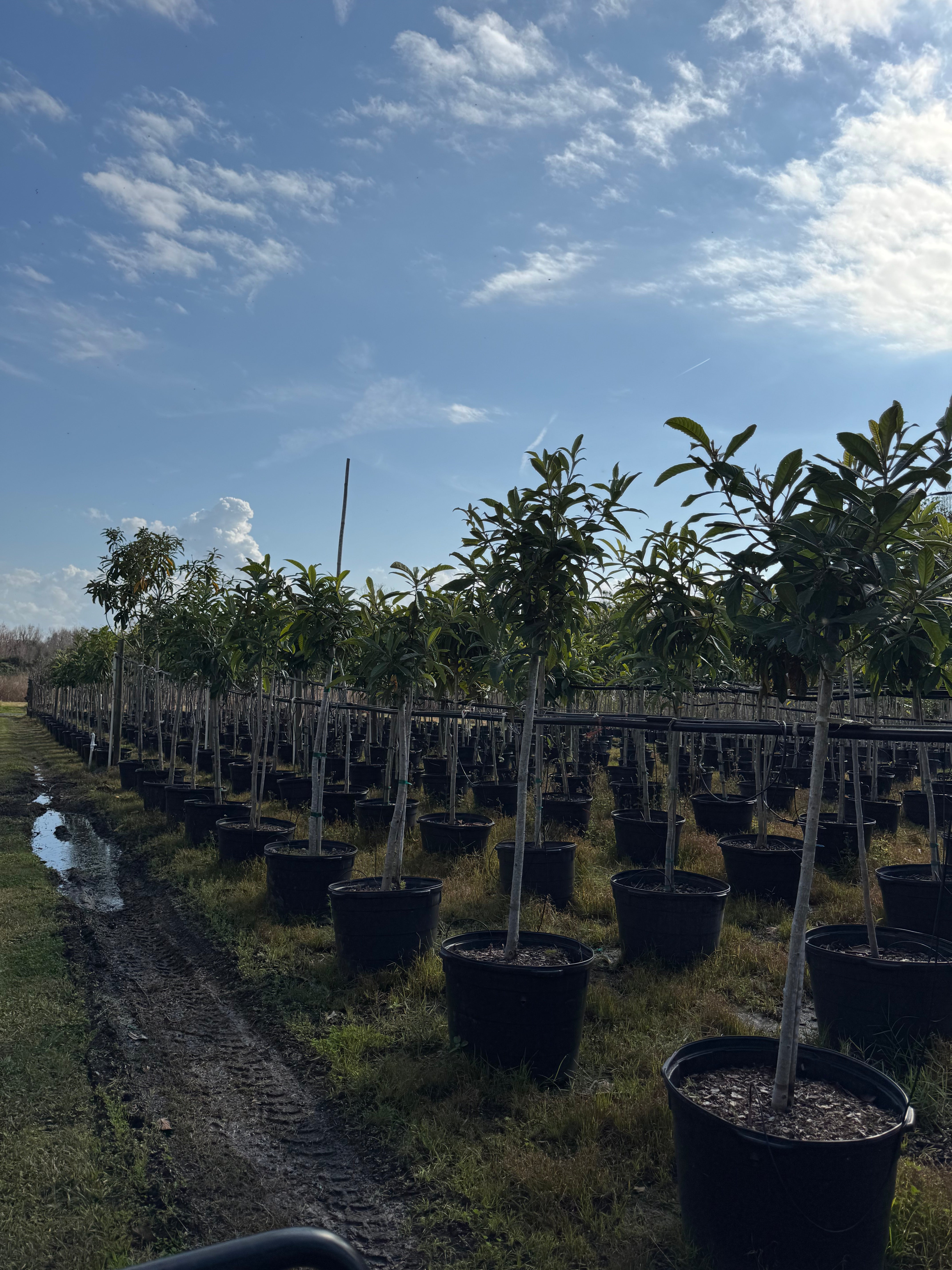Loquat (Eriobotrya Japonica) 15 &amp; 30 Gallon Sizes