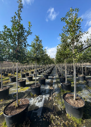 Eagleston Holly (Ilex X Attenuata)