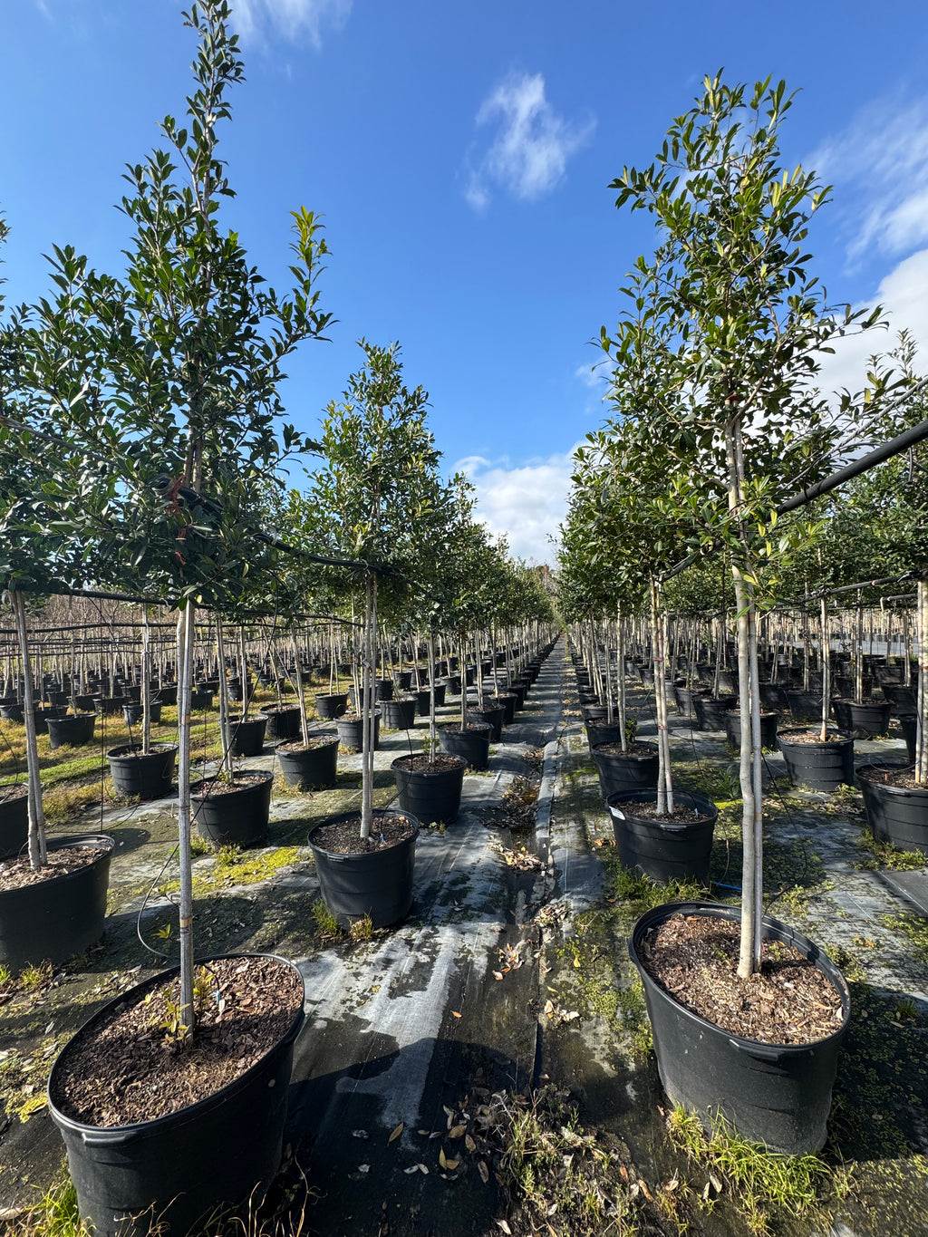 Eagleston Holly (Ilex X Attenuata)3, 15 & 30 Gallon