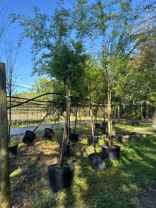 Drake Elm (Ulmus Parvifolia) 15 & 30 Gallon
