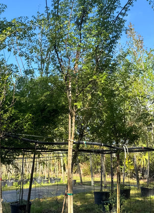 Drake Elm (Ulmus Parvifolia)