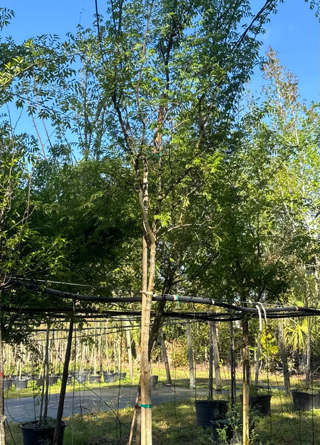 Drake Elm (Ulmus Parvifolia)