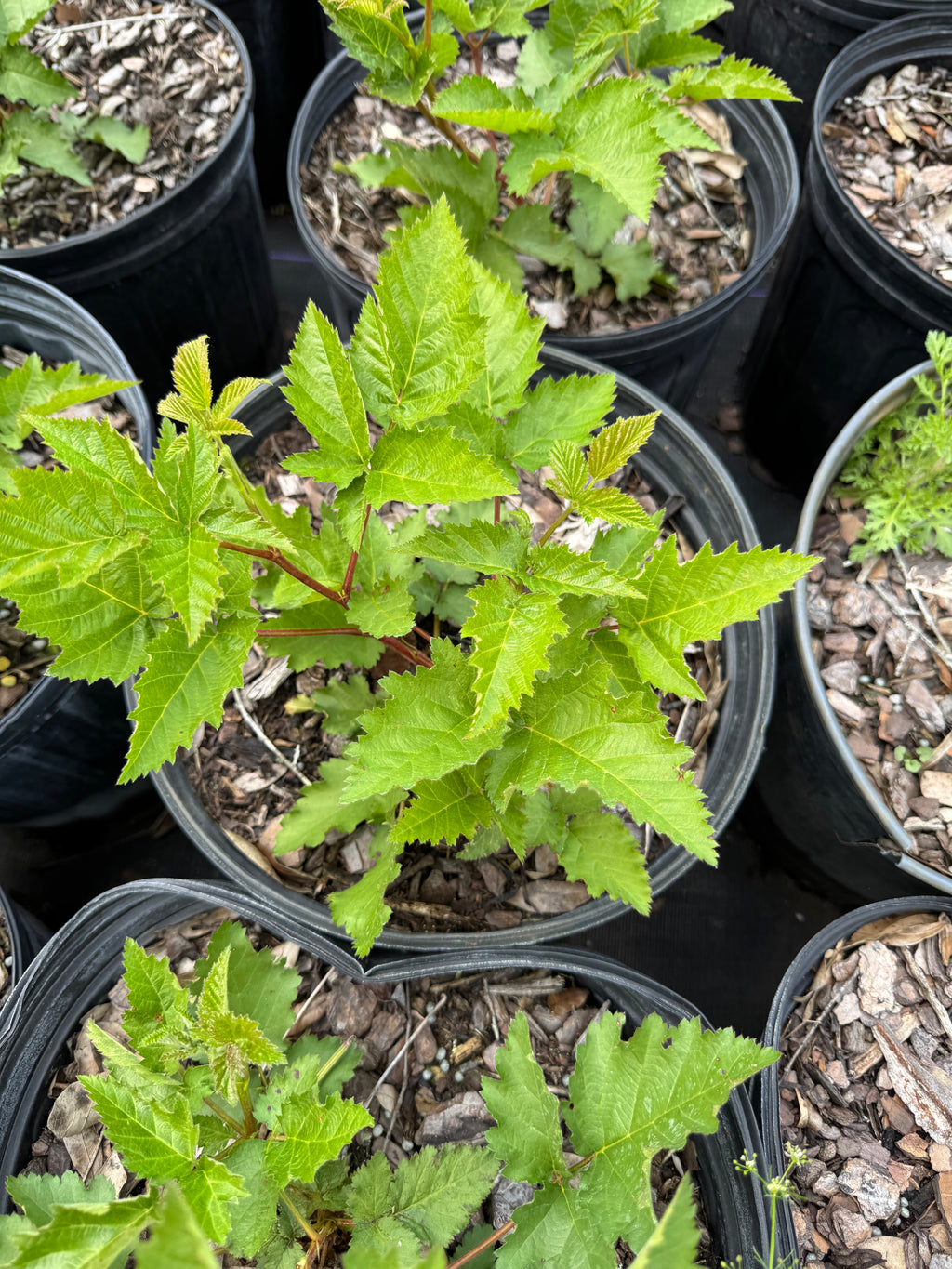 Prime Ark Freedom Blackberry (Rubus x') 3 Gallon