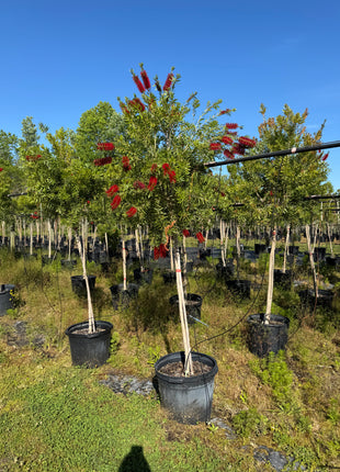 Standard Bottlebrush (Calistemon viminalis)