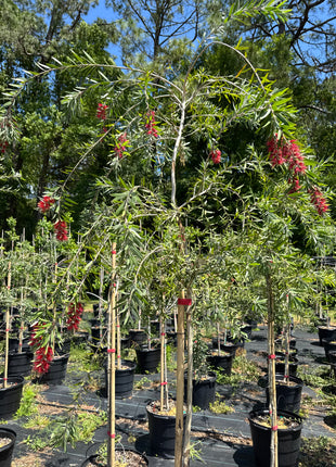 Weeping Bottlebrush Tree (Callistemon Viminalis weeping)