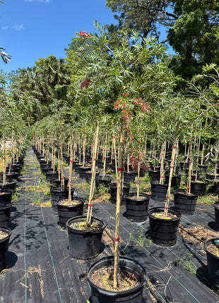 Weeping Bottlebrush Tree (Callistemon Viminalis weeping)