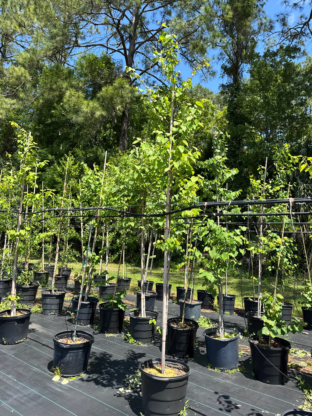 Eastern Redbud (Cercis Canadensis) Florida Native 15 & 30 Gallon Coming Back Soon