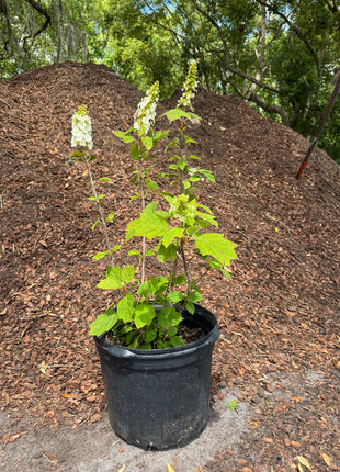 Oakleaf Hydrangea (Hydrangea Quercifolia)