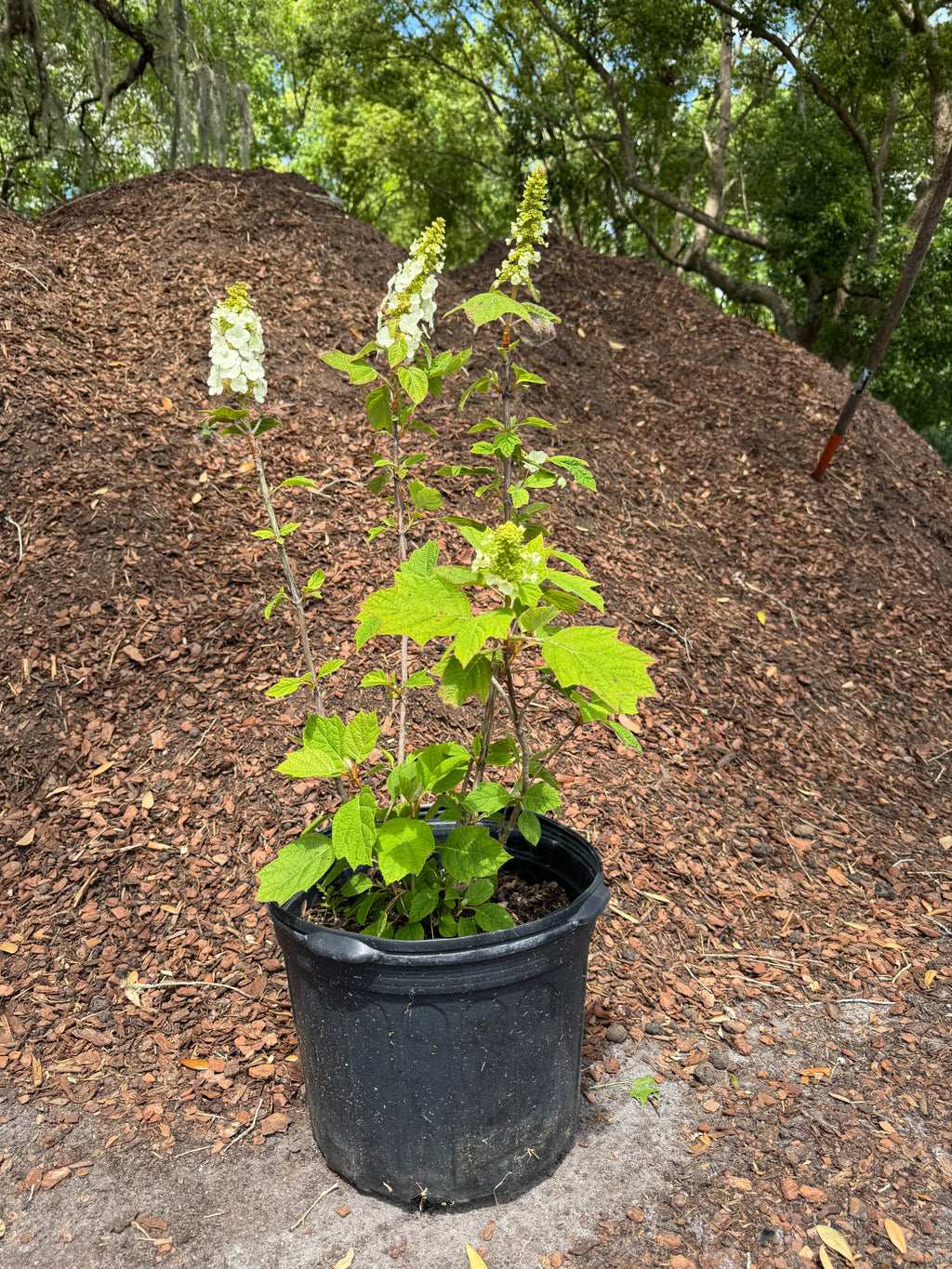 Oakleaf Hydrangea (Hydrangea Quercifolia) Florida Native 15 Gallon
