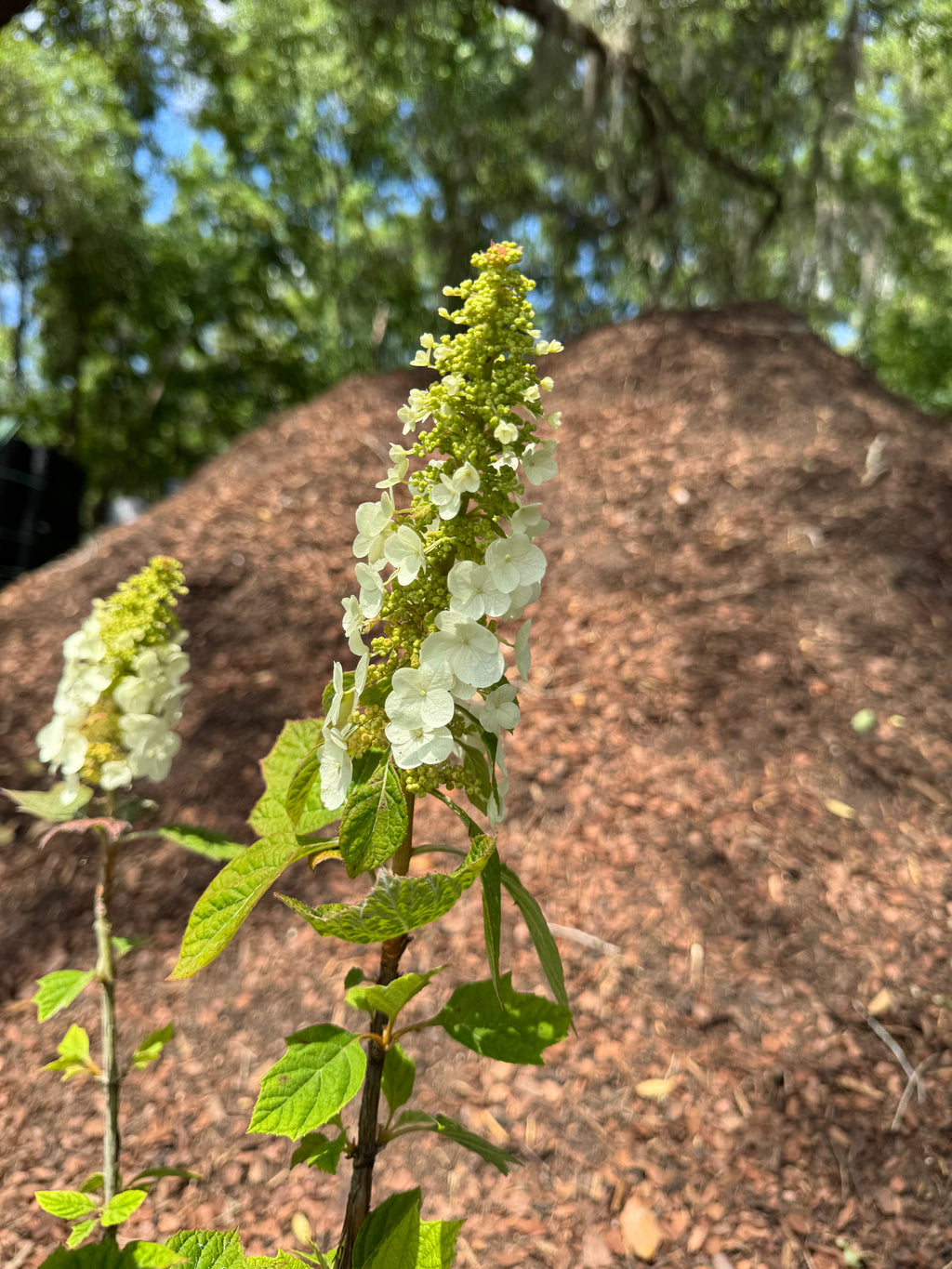 Oakleaf Hydrangea (Hydrangea Quercifolia) Florida Native 15 Gallon