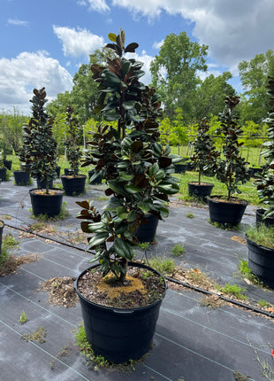 Teddy Bear Magnolia (Magnolia Grandiflora 'Southern Charm)
