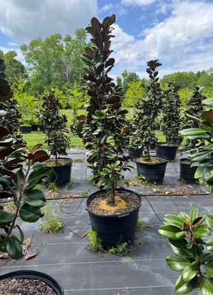 Teddy Bear Magnolia (Magnolia Grandiflora 'Southern Charm)