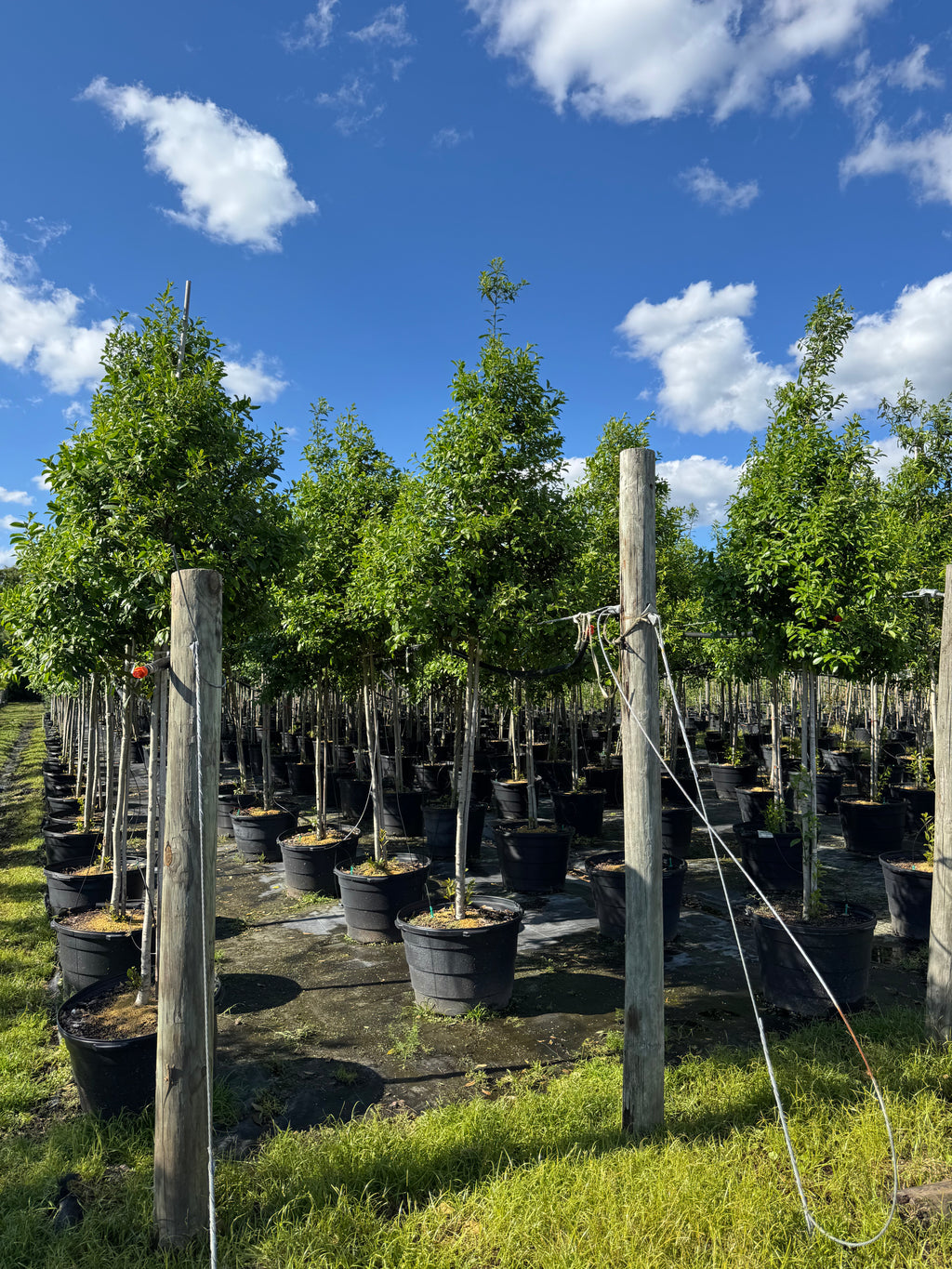 Eagleston Holly (Ilex X Attenuata)3, 15 & 30 Gallon
