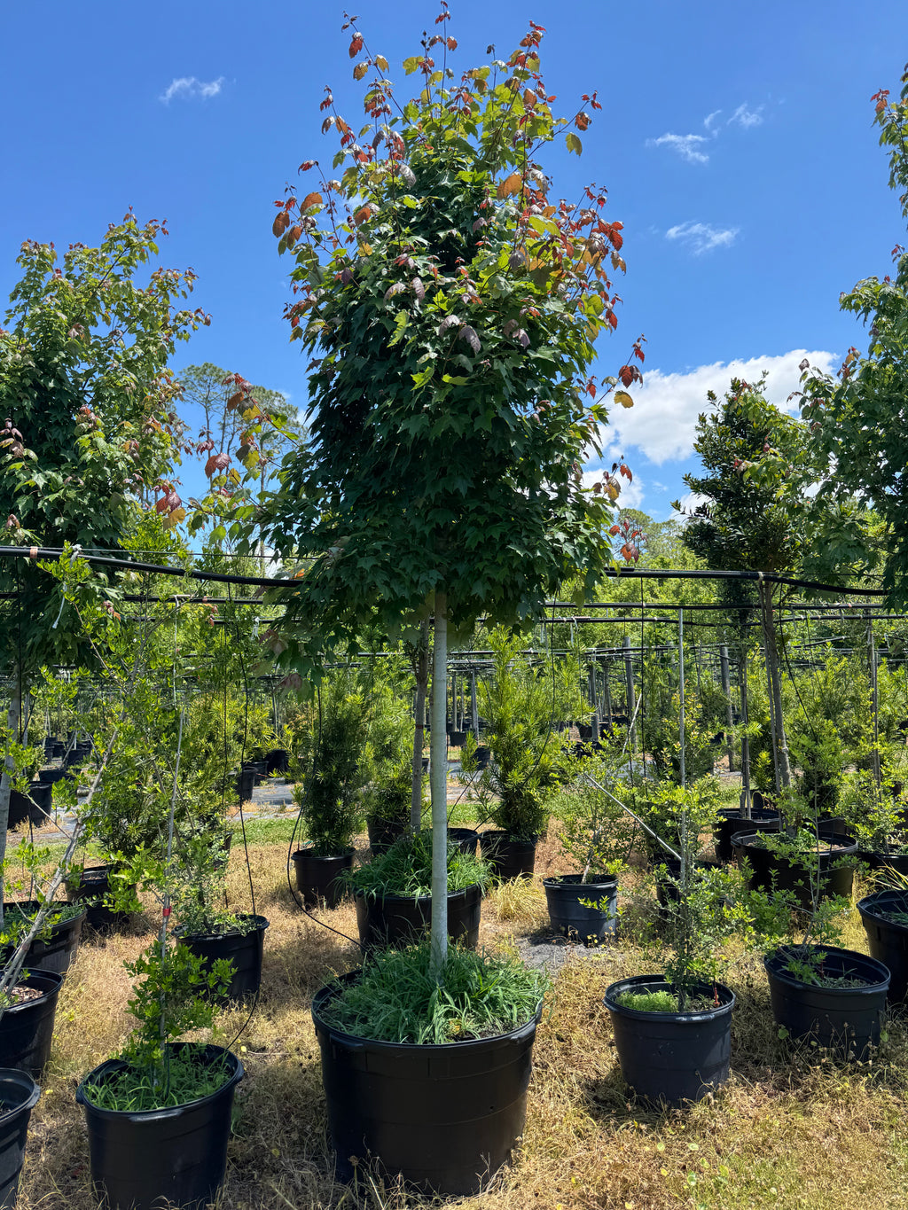 Florida Flame Maple (Acer Rubrum) 45 Gallon