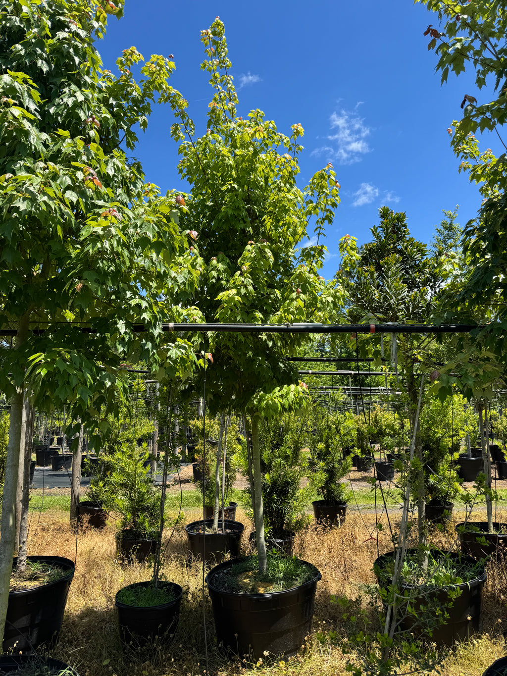 Florida Flame Maple (Acer Rubrum) 45 Gallon