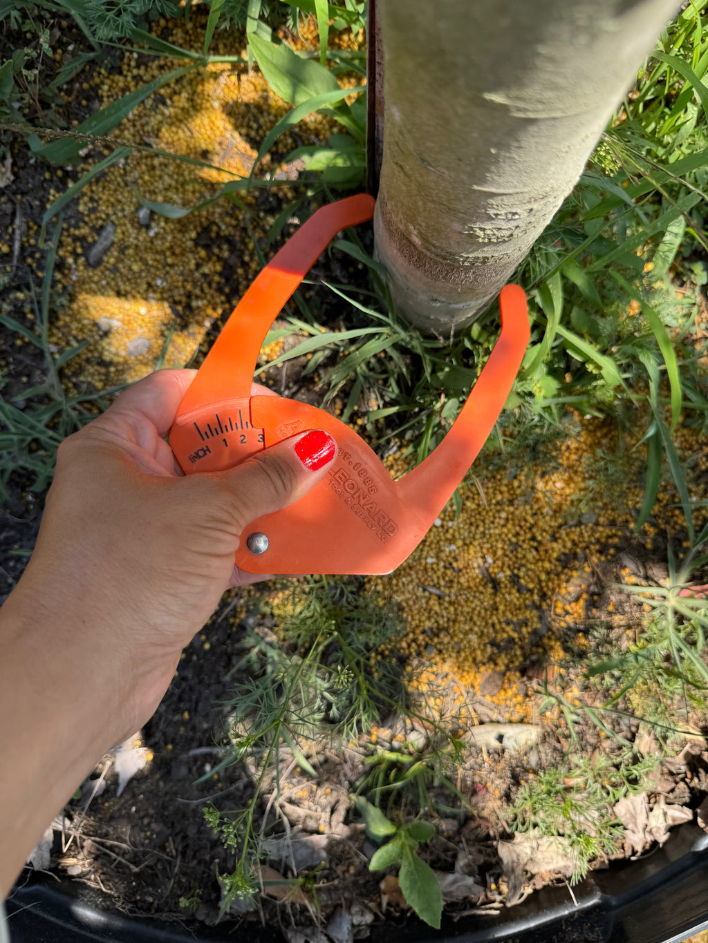 Florida Flame Maple (Acer Rubrum) 45 Gallon