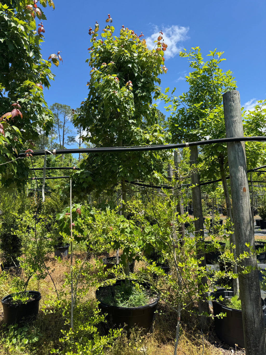 Florida Flame Maple (Acer Rubrum) 45 Gallon