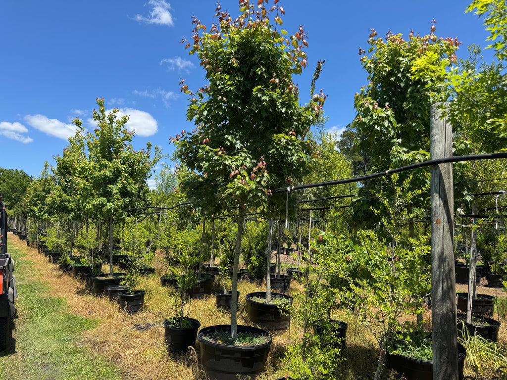 Florida Flame Maple (Acer Rubrum) 45 Gallon