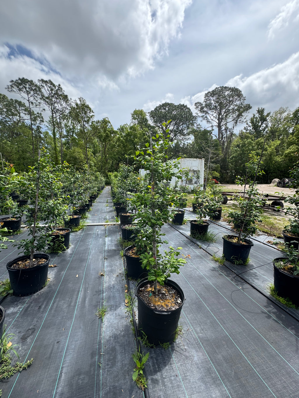 American Holly (Ilex Opaca) 15 Gallon