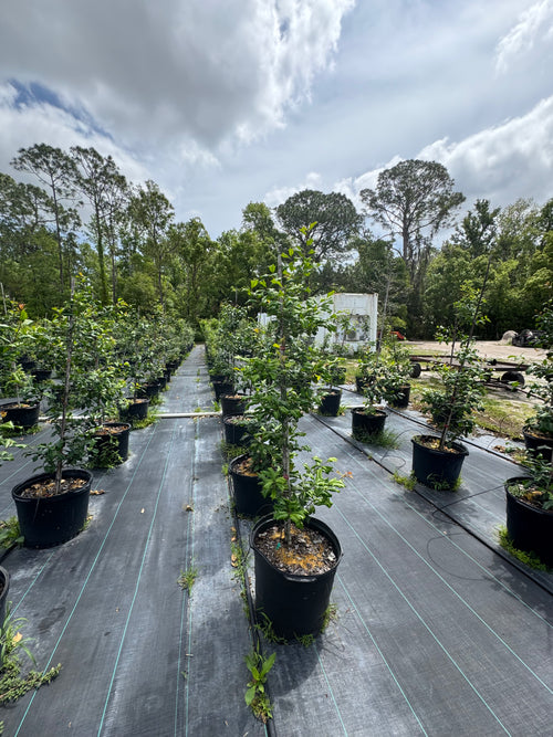 American Holly (Ilex Opaca) 15 Gallon
