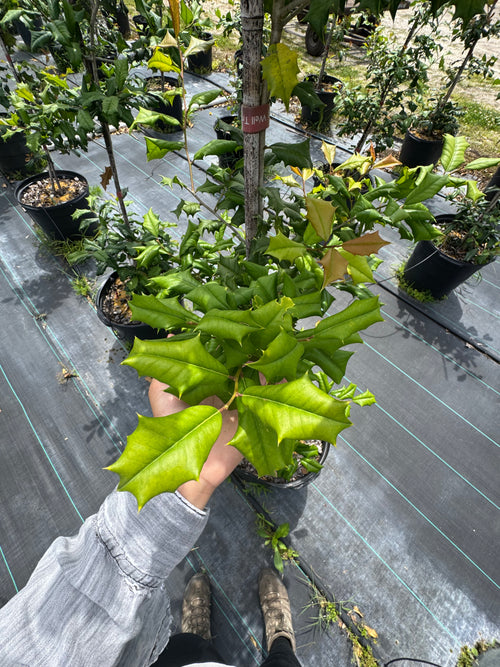American Holly (Ilex Opaca) 15 Gallon