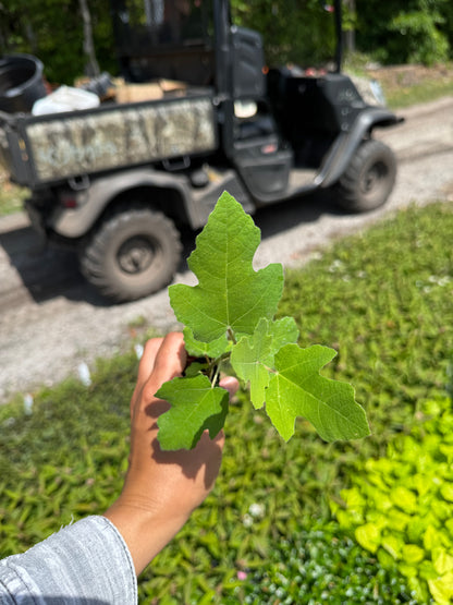 Fignomenal (Ficus Carica) Liner