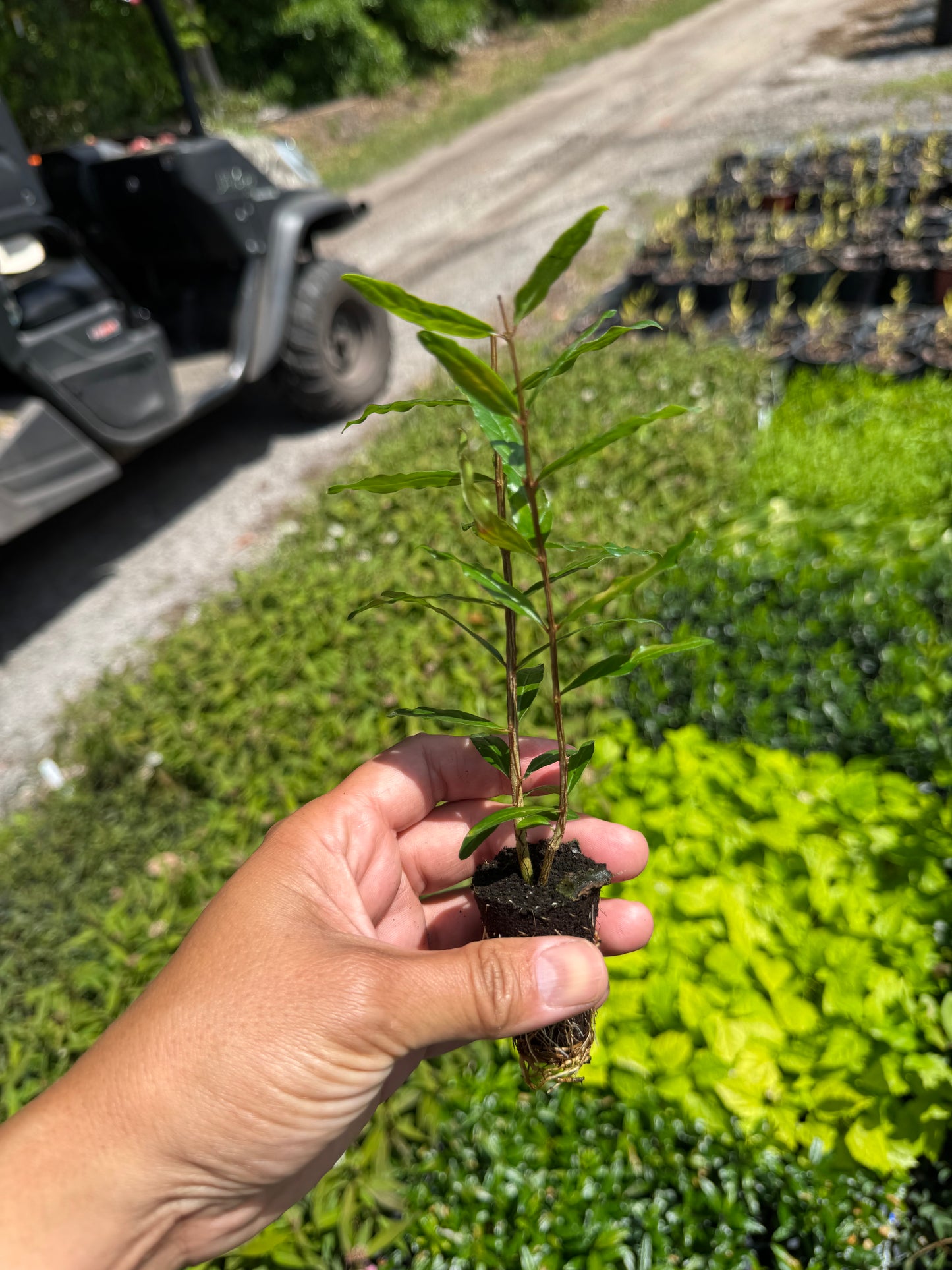 Pomegranate Wonderful (Punica granatum 'Wonderful') Liner