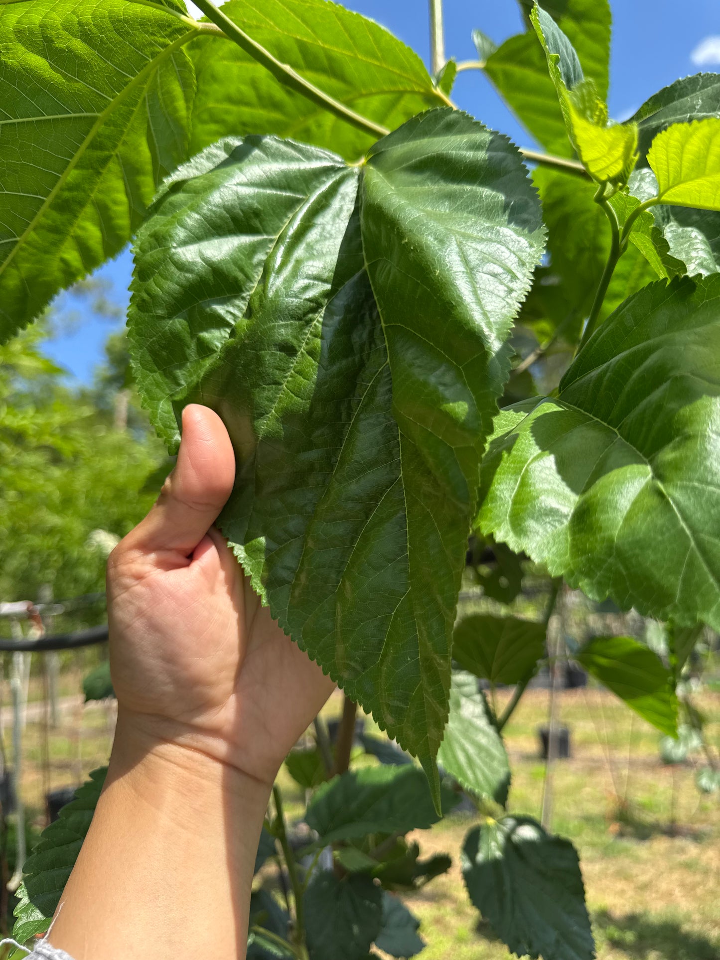 Florida Native Mulberry (Morus Rubra) - 1 & 15 Gallon