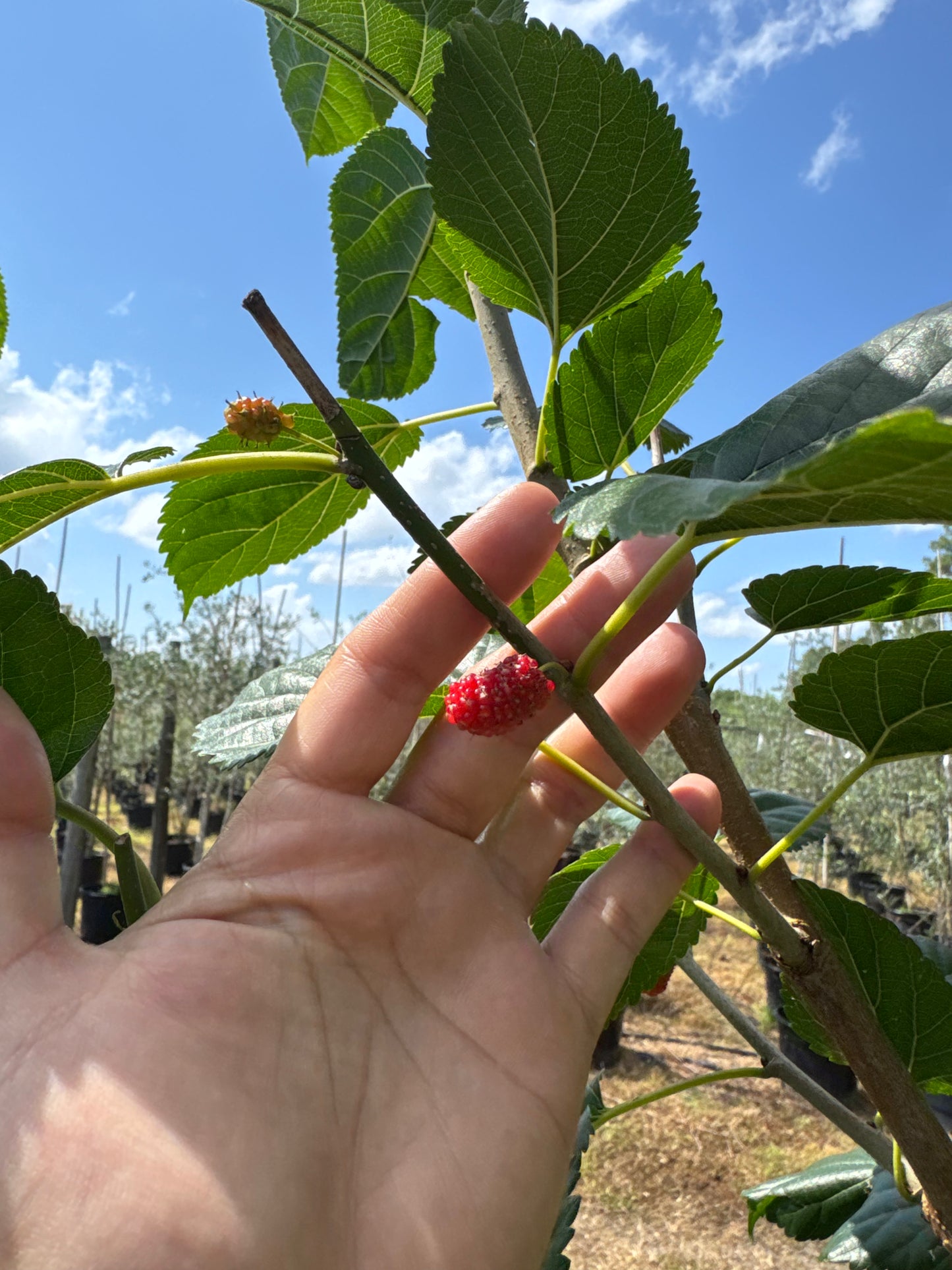 Florida Native Mulberry (Morus Rubra) - 1 & 15 Gallon