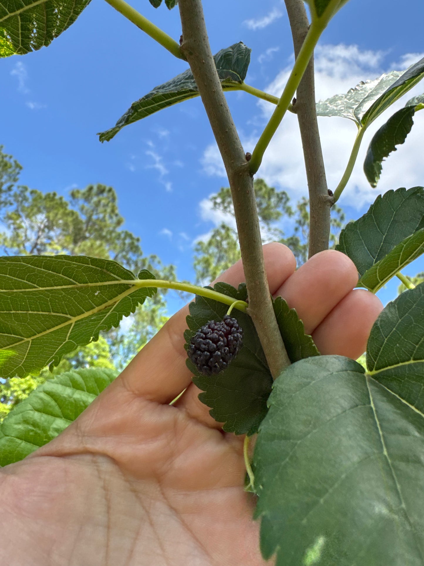 Florida Native Mulberry (Morus Rubra) - 1 & 15 Gallon