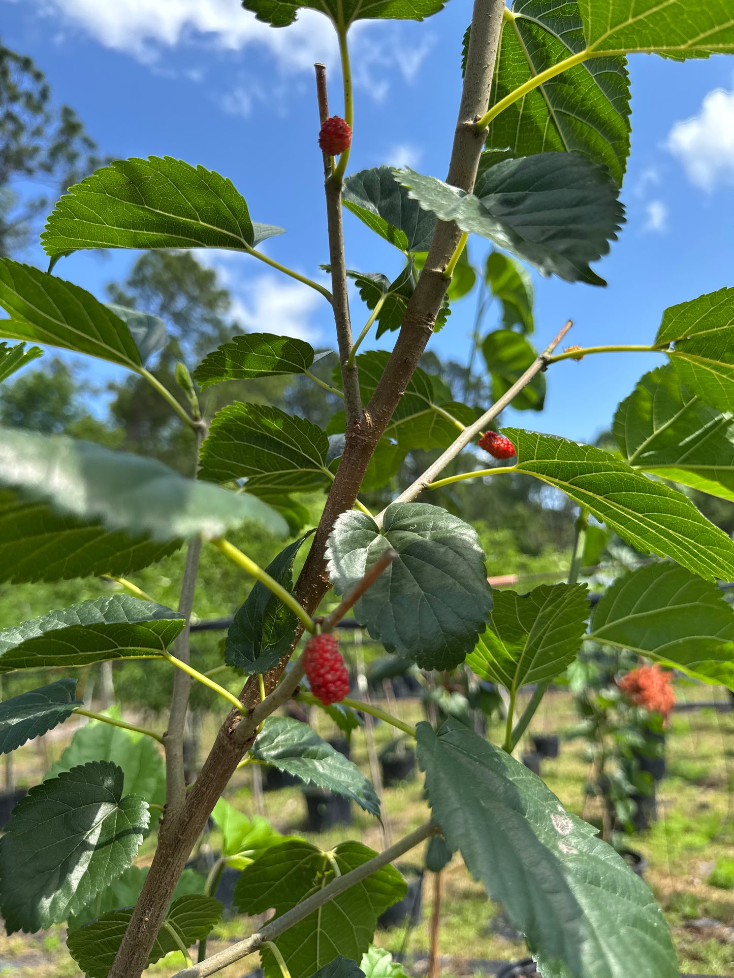 Florida Native Mulberry (Morus Rubra) - 1 & 15 Gallon