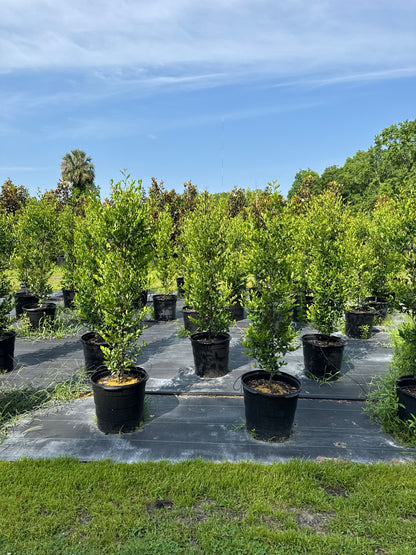 Cherry Laurel (Prunus Laurocerasus) 15g