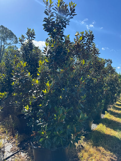 Little Gem Magnolias (Magnolia Grandiflora)  Florida Native 15, 30 & 45 Gallon