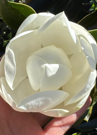 Little Gem Magnolias (Magnolia Grandiflora)