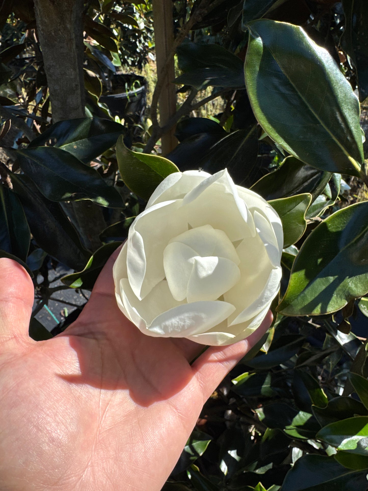 Little Gem Magnolias (Magnolia Grandiflora)  Florida Native 15, 30 & 45 Gallon