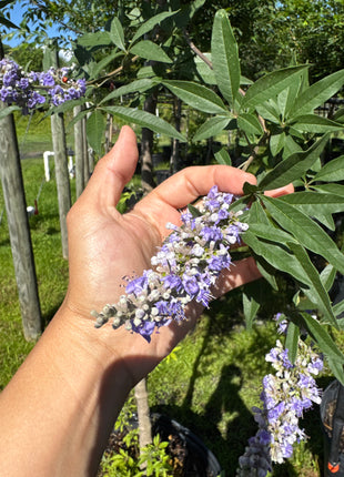 ALMOST GONE Vitex Tree  (Vitex Agnus-Castus) Topiary