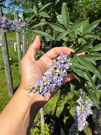 Vitex Tree  (Vitex Agnus-Castus)Topiary & Bush 15 Gallon