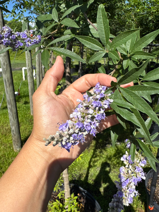 Vitex Tree  (Vitex Agnus-Castus)Topiary & Bush 15 Gallon
