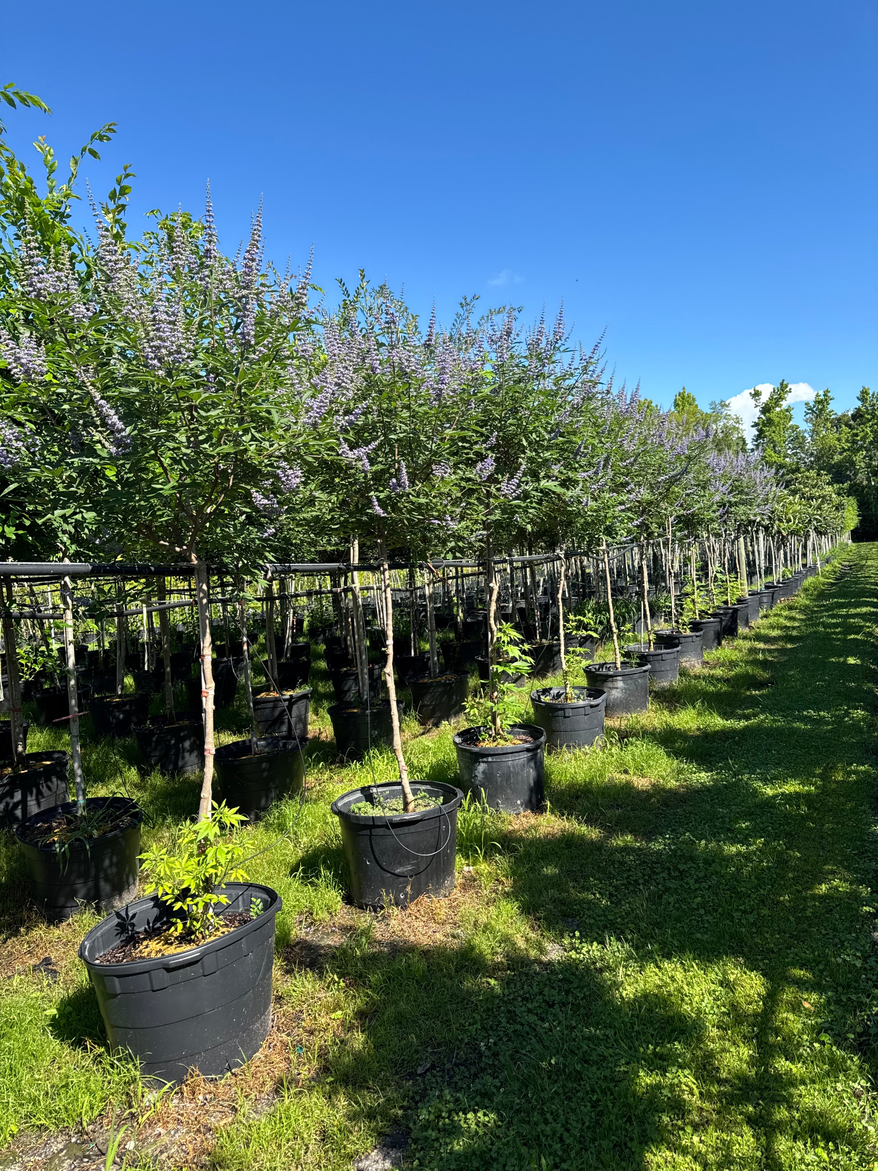 Vitex Tree  (Vitex Agnus-Castus)Topiary or Bush 7, 15 &amp; 30 Gallon