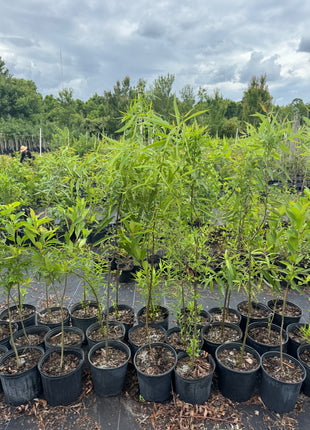 Carolina Willow (Salix caroliniana)