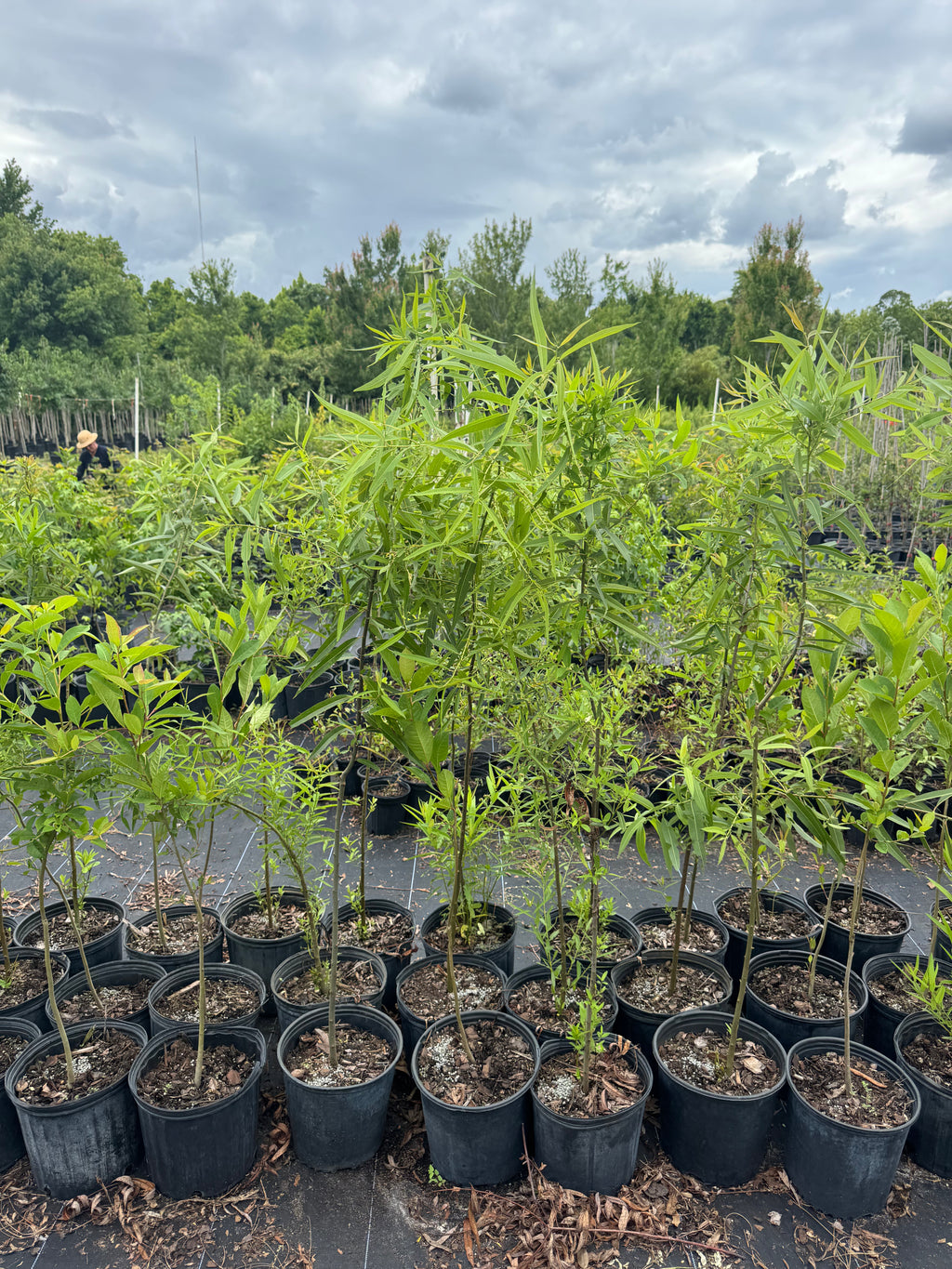 Carolina Willow (Salix caroliniana) 3 gallon