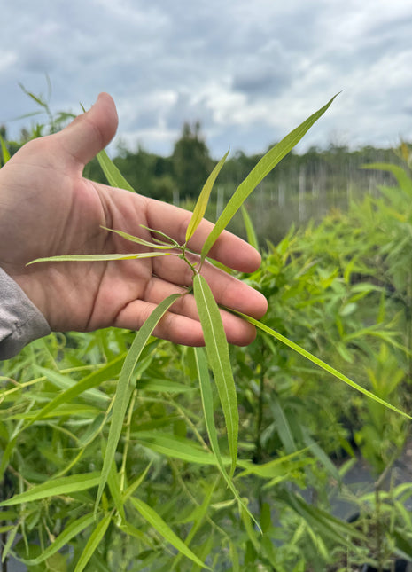 Carolina Willow (Salix caroliniana)