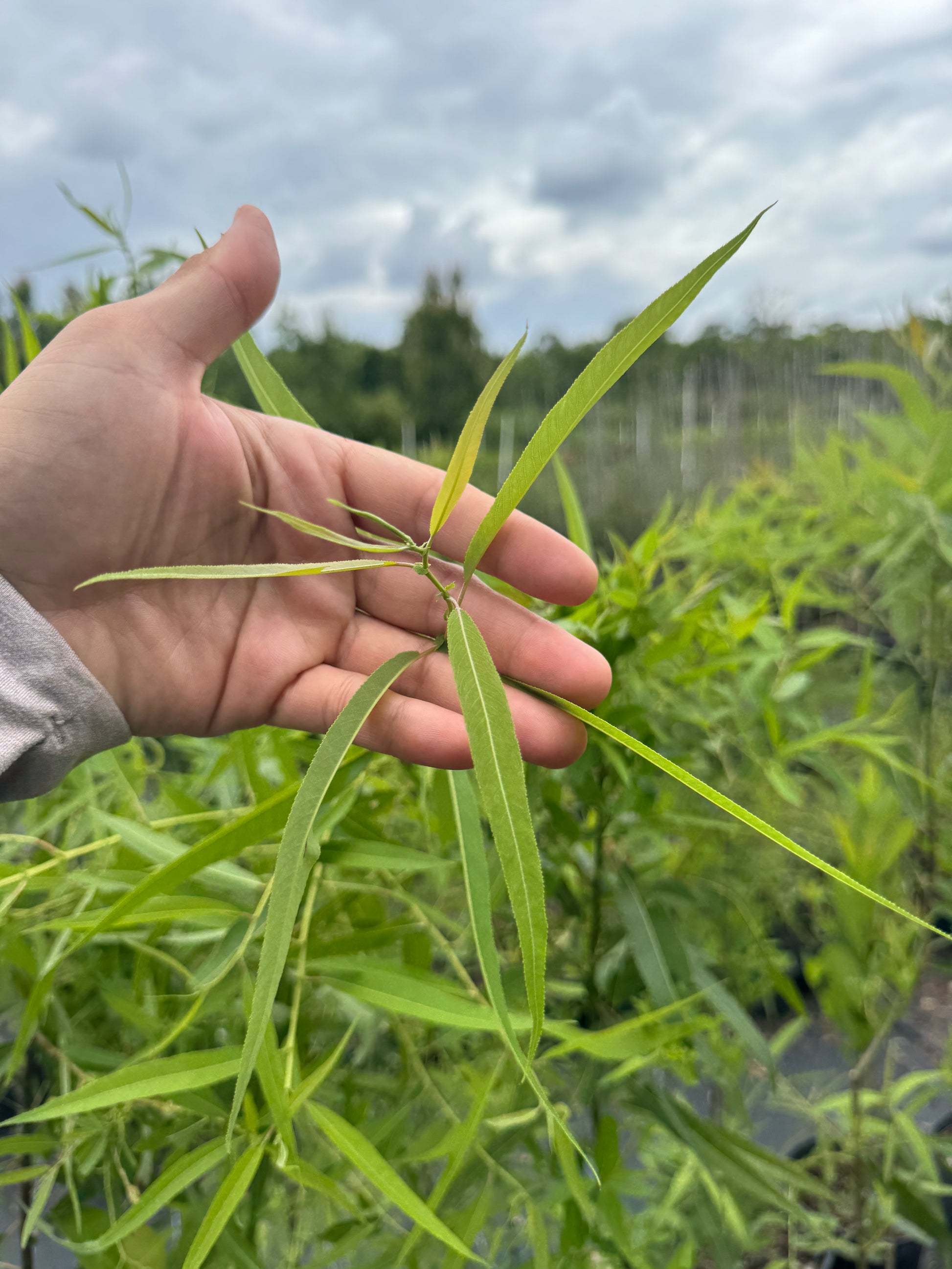 Carolina Willow (Salix caroliniana) 3 gallon